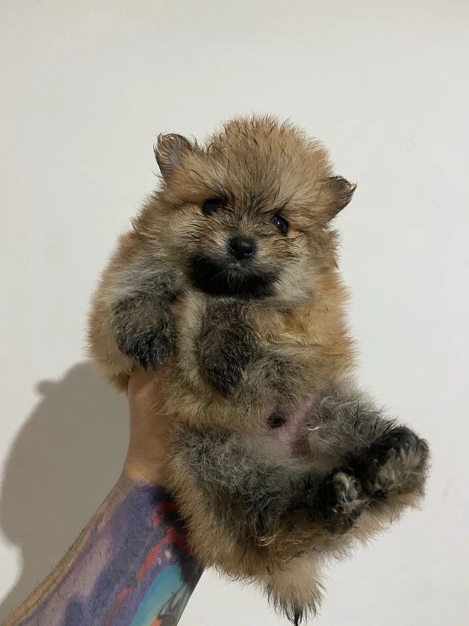 Spitz alemão (lulu) - Foto 2