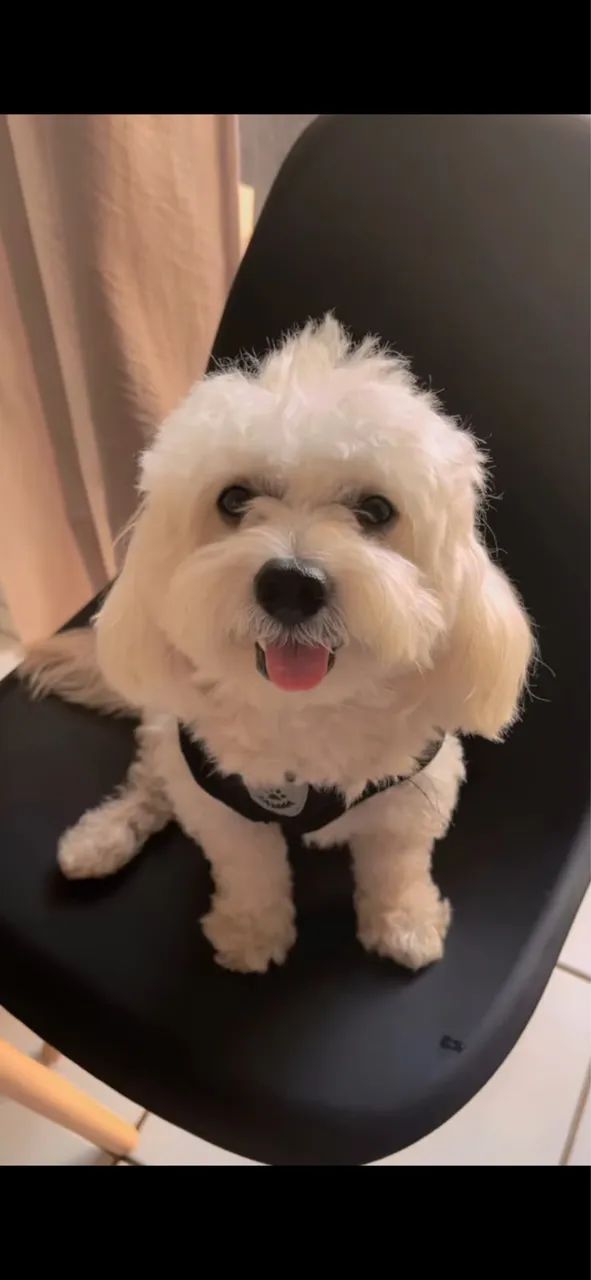 Cachorro  - Foto 3
