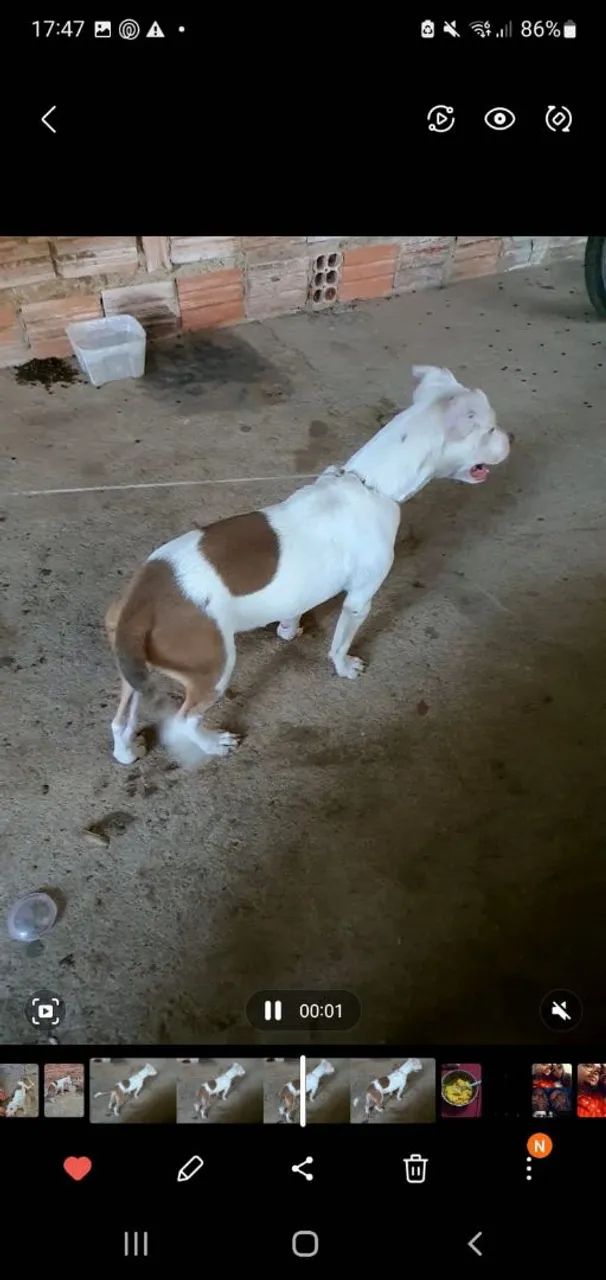 Pitbull 