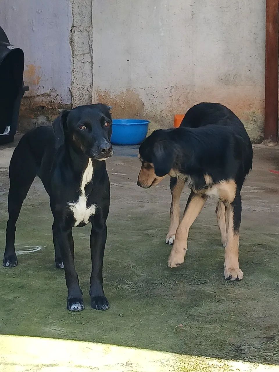 Adoção  - Foto 5