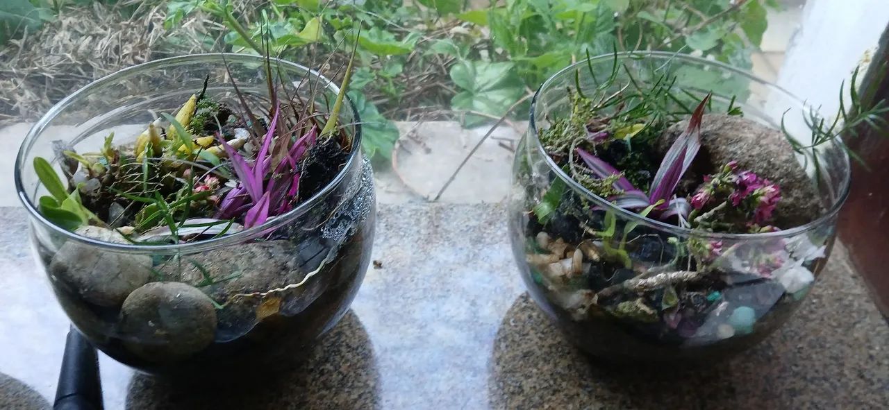 Terrários de plantas. - Foto 5