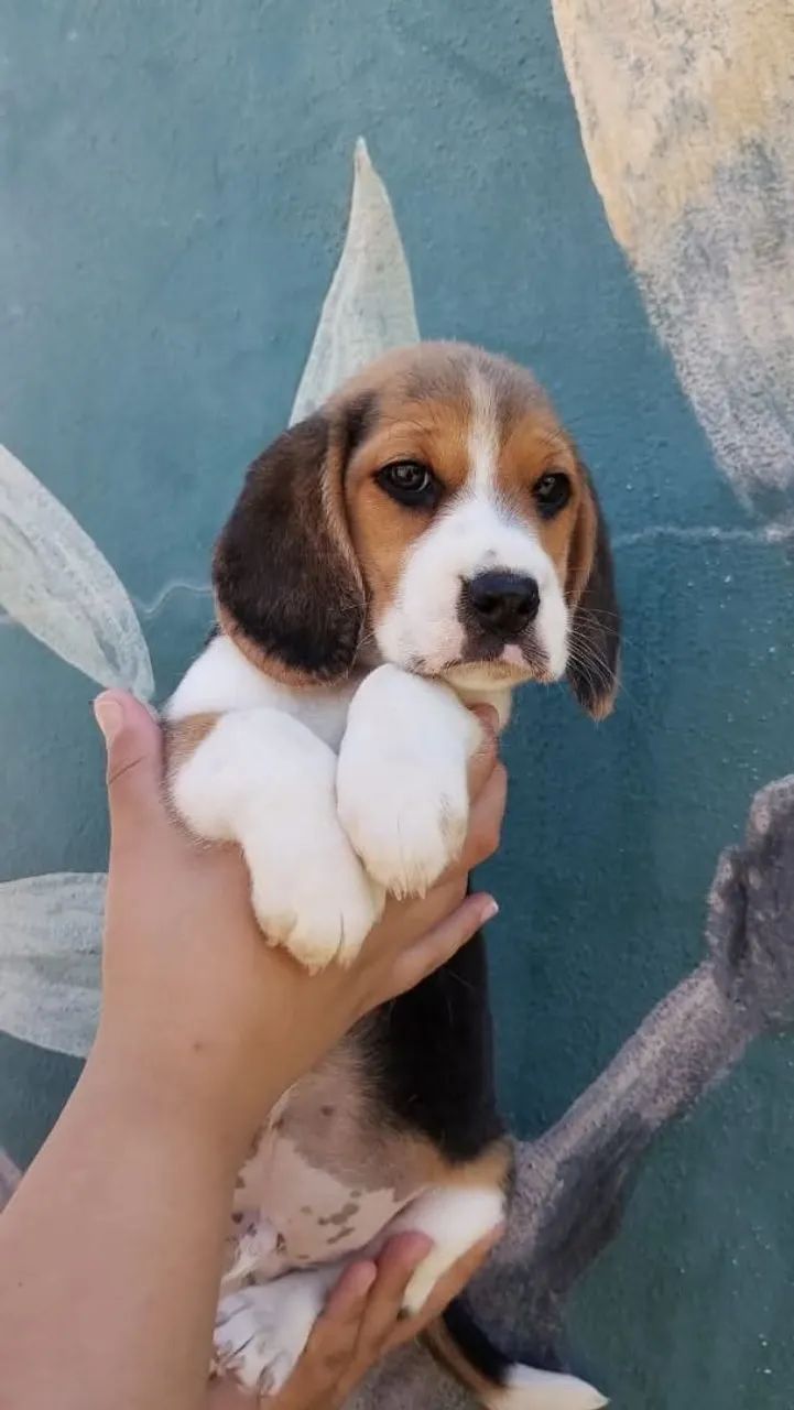 Beagle lindos filhotes 