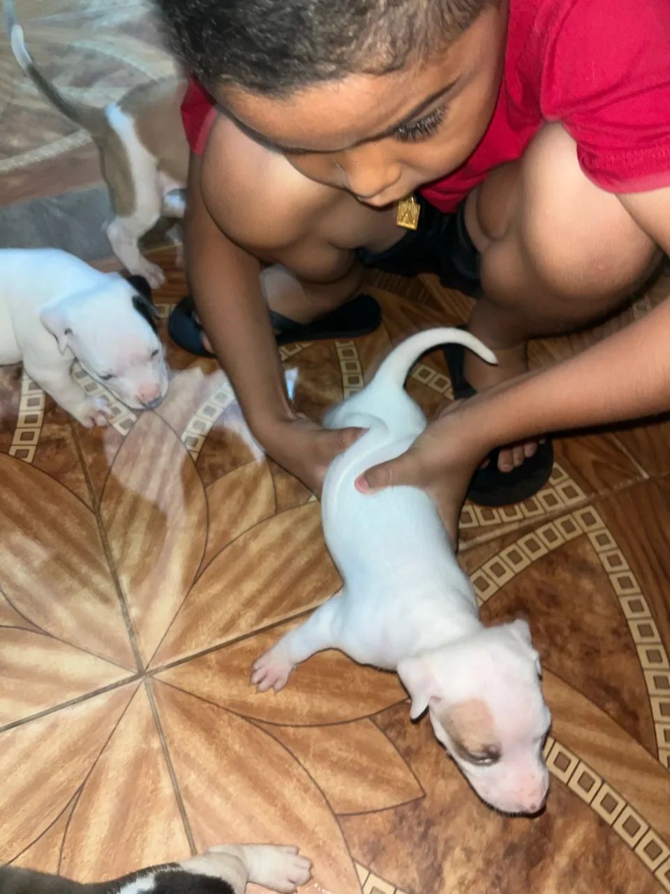 Filhote de pit bull - Foto 4