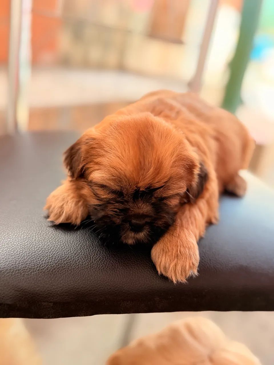 Cachorro  - Foto 3
