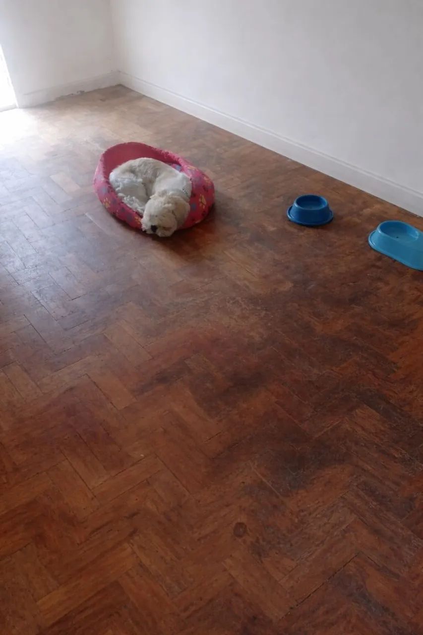 Hospedagem domiciliar pet  - Foto 4