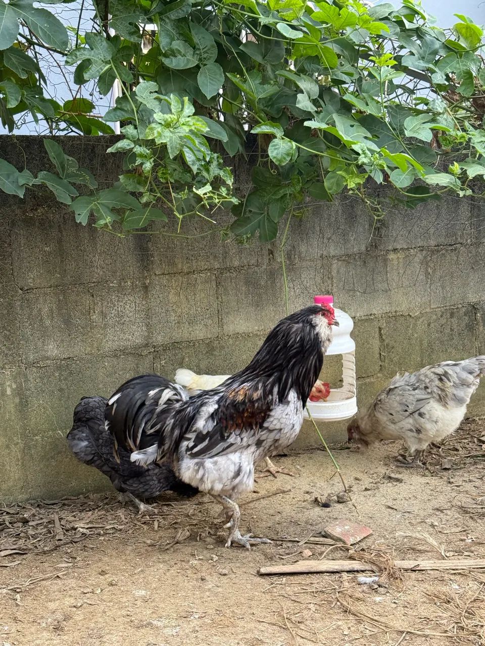 Ameraucana e arauna