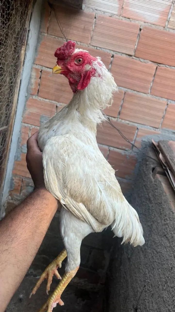 FRANGO ÍNDIO... - Foto 2