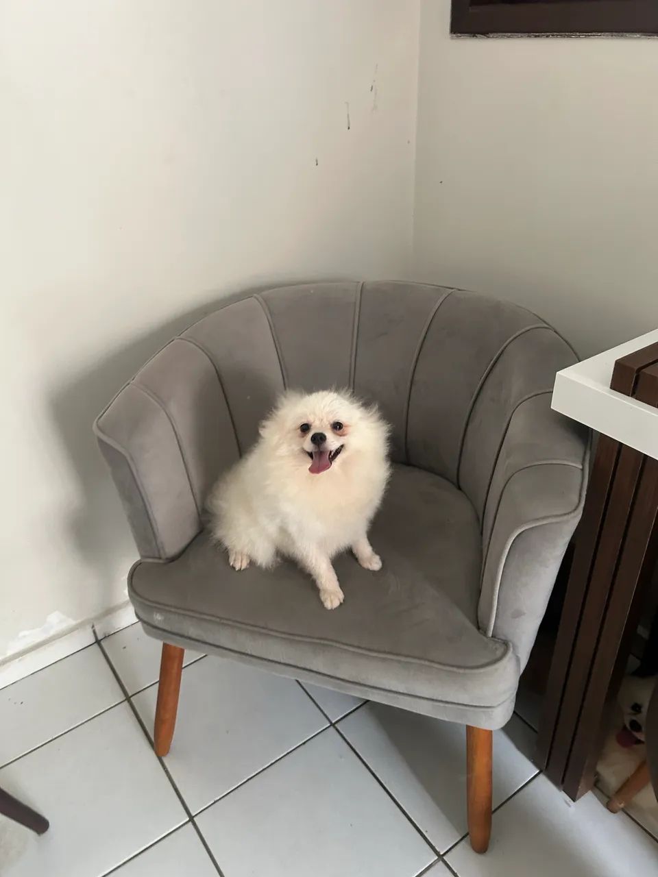 Macho Spitz alemão porte pequeno  - Foto 3