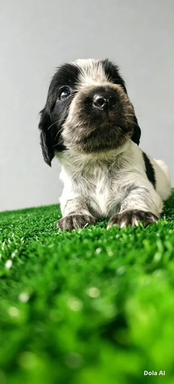 Cocker Spaniel Inglês  - Foto 2