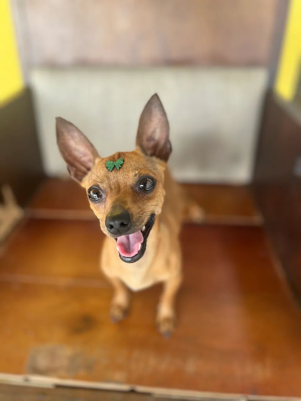 Pinscher Número 01 - Foto 5