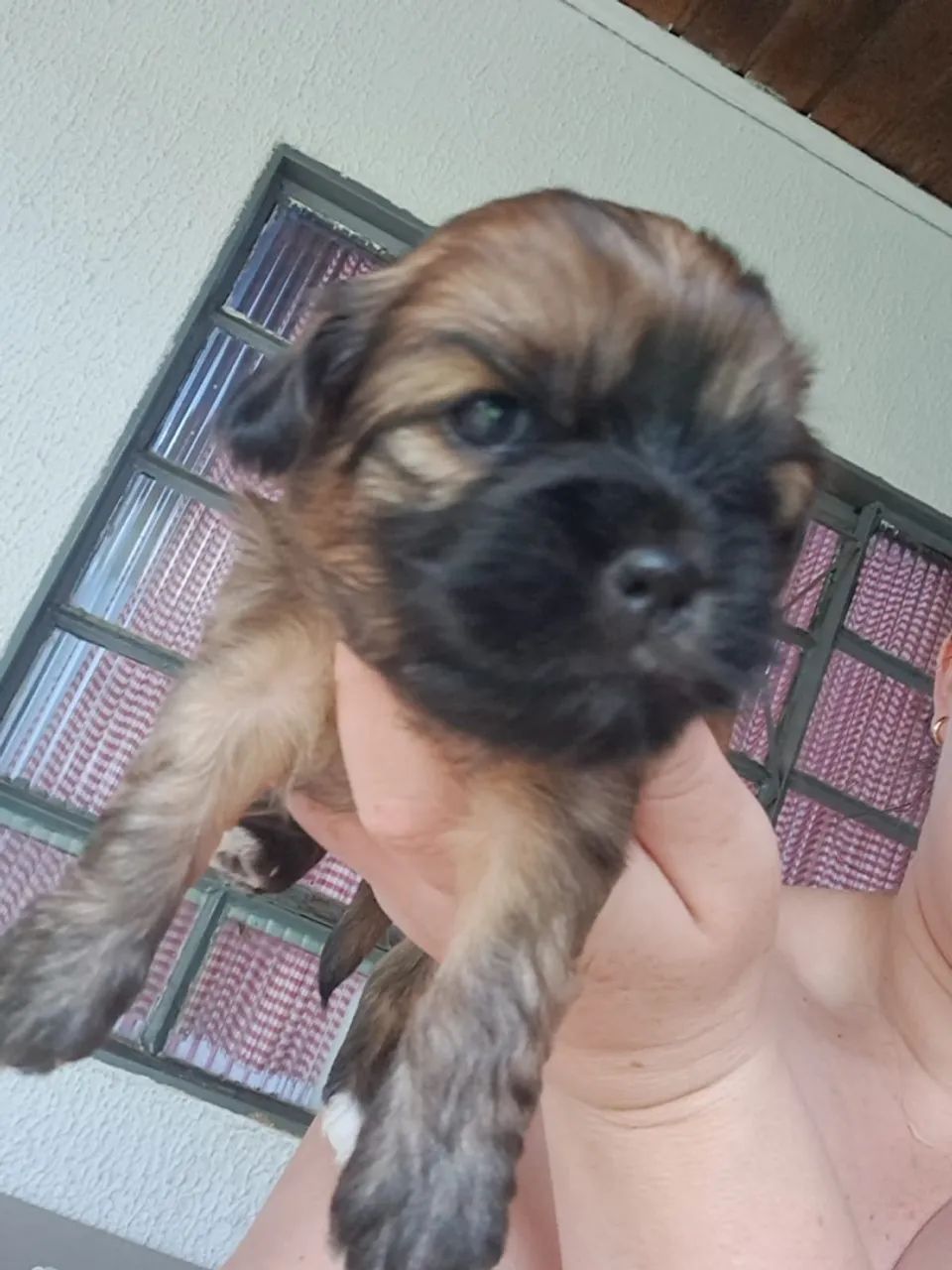 Filhotes de Shitzu - Foto 4