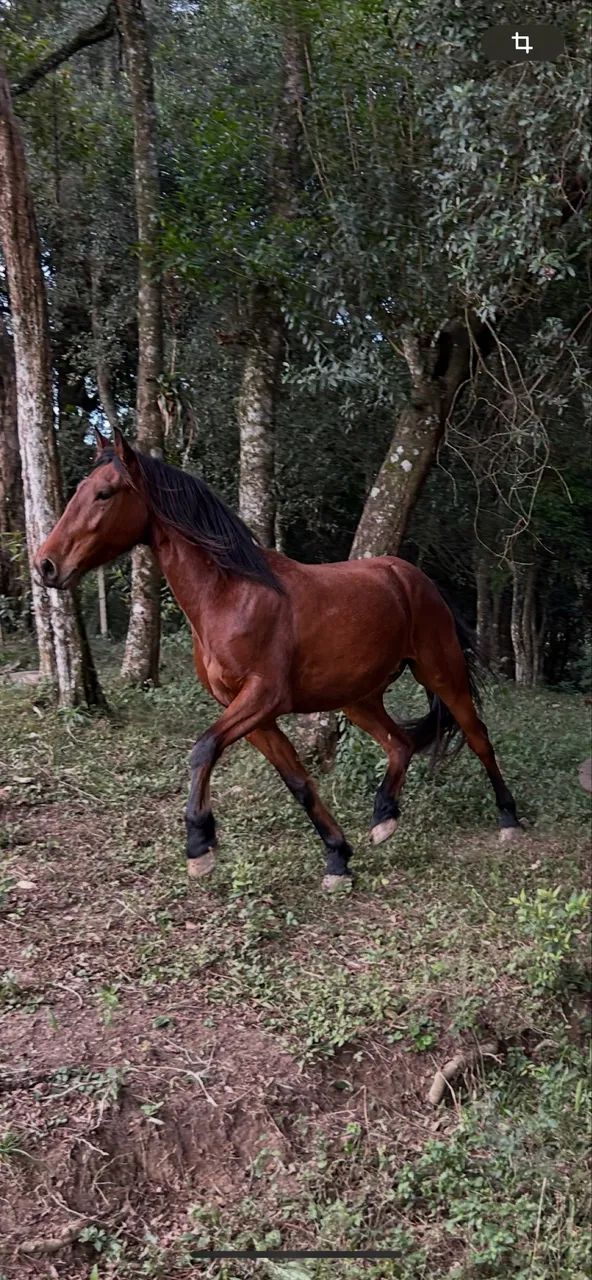 Cavalo - Foto 2