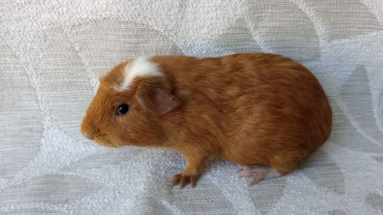 lindos animais  - Foto 6