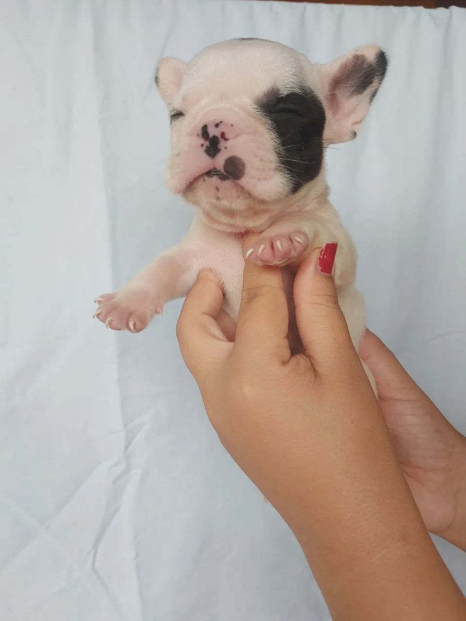 Buldogue francês micro  - Foto 5