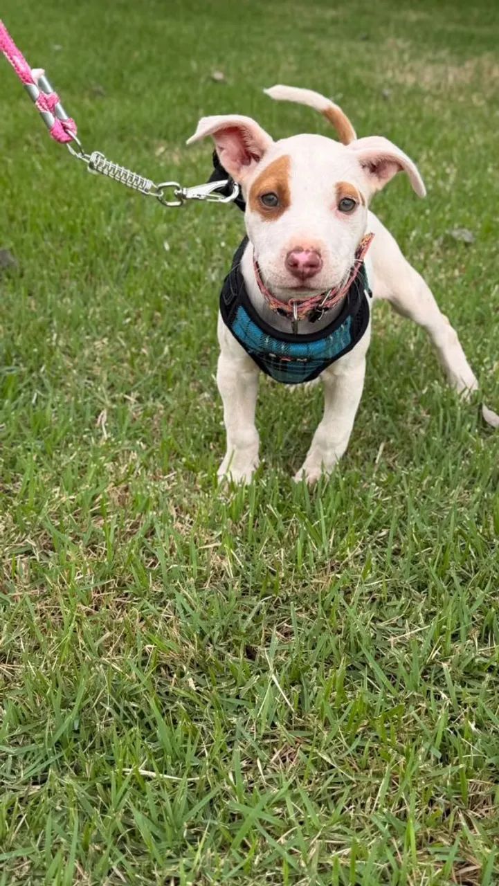 Vende se pitbull  - Foto 4