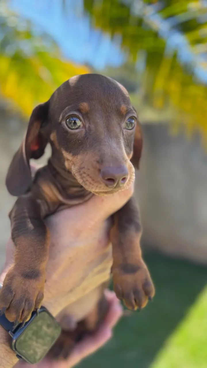 Salsichas Dachshund  - Foto 4