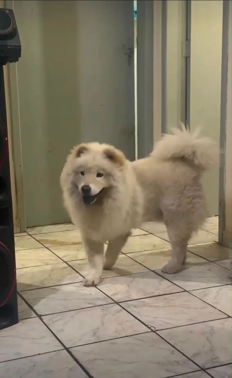 Chow chow macho - Foto 2