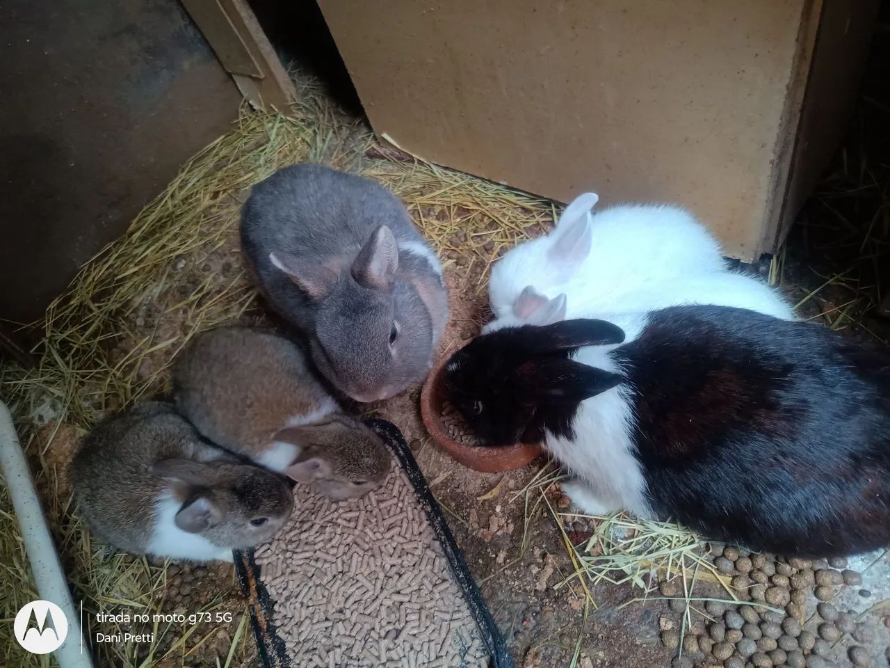 Coelho Netherland Dwarf Mini - Foto 3