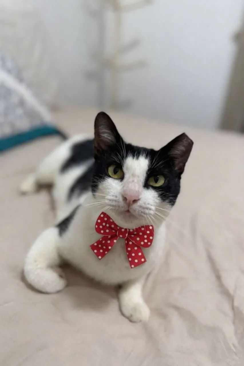 Gatinhos para adoção 