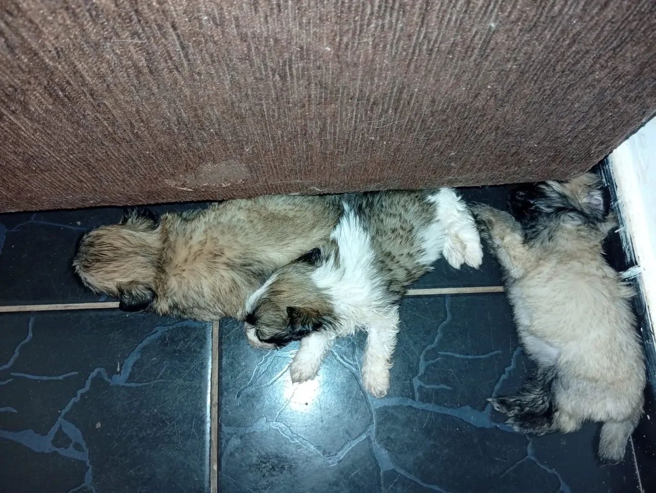 Vendo filhotes lhasa apso  - Foto 2