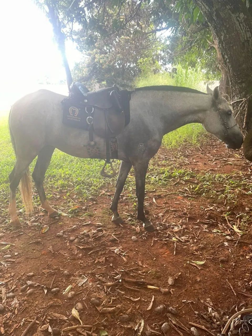 Vendo Egua MM  - Foto 4