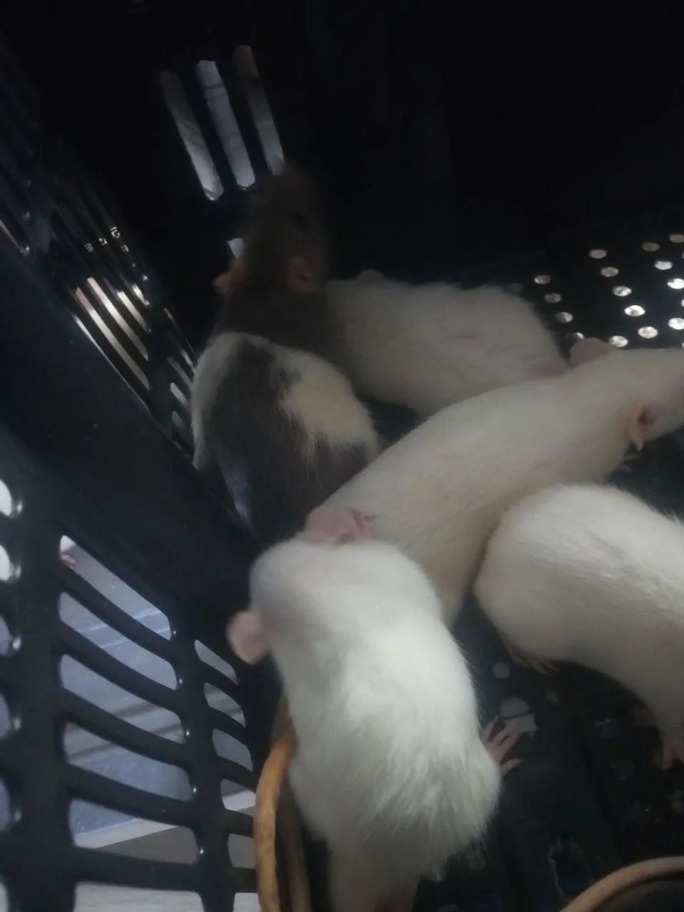 Rato Twister  - Foto 6