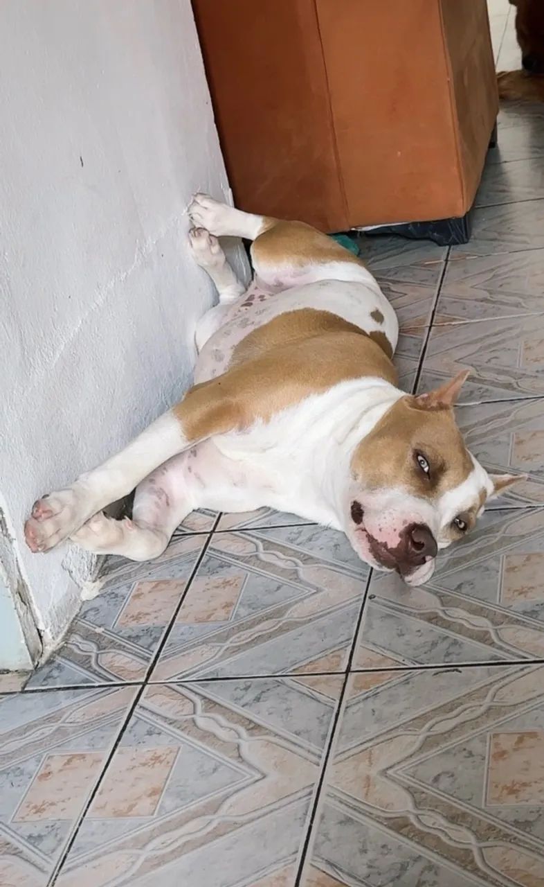 Pit bull mostre com terrier  - Foto 4