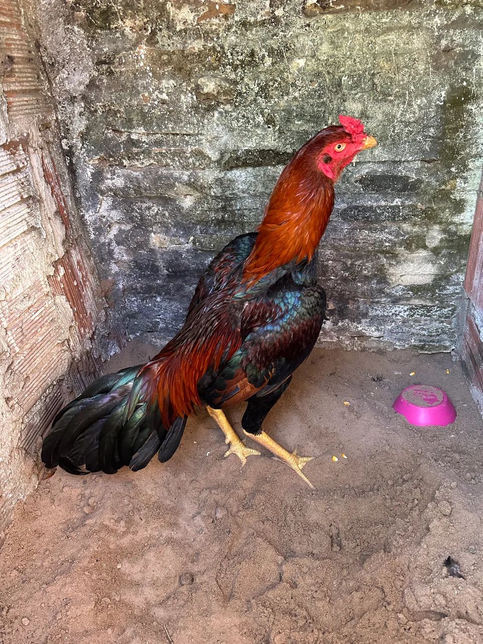 Frangos indiano 