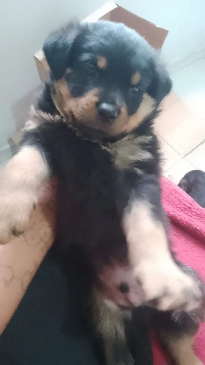 Filhote de rotweiler  - Foto 2
