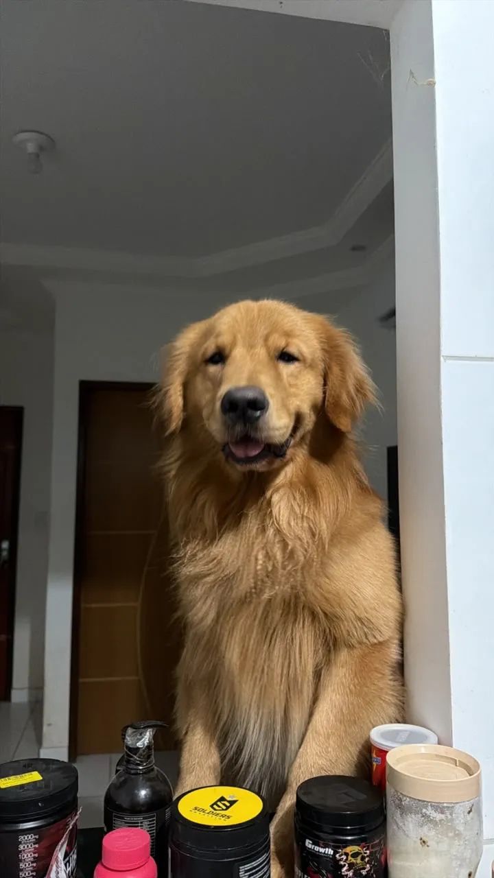 Golden retrieve cachorro - Foto 4