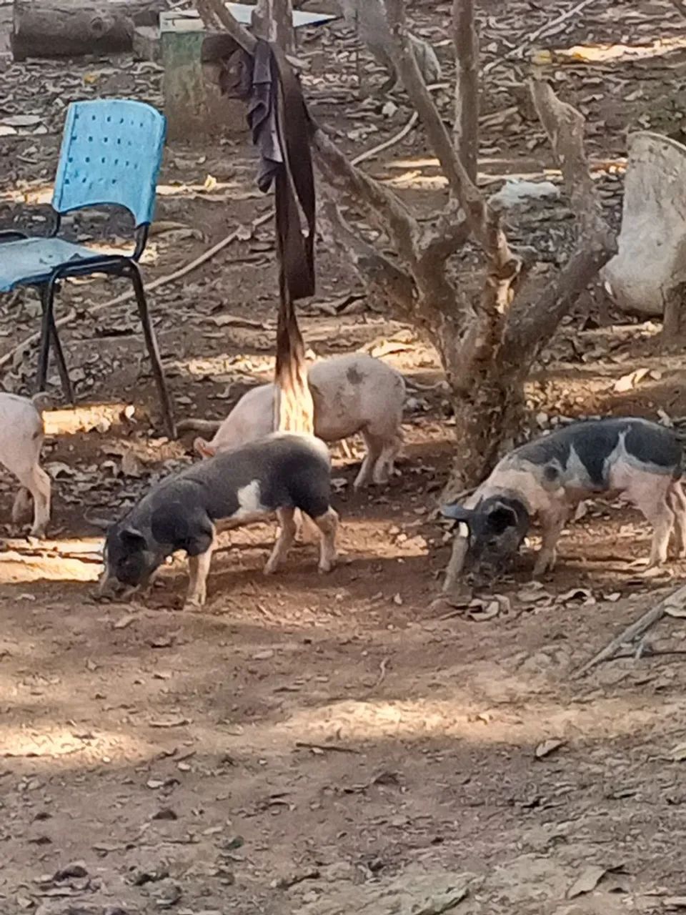Leitões. - Foto 2