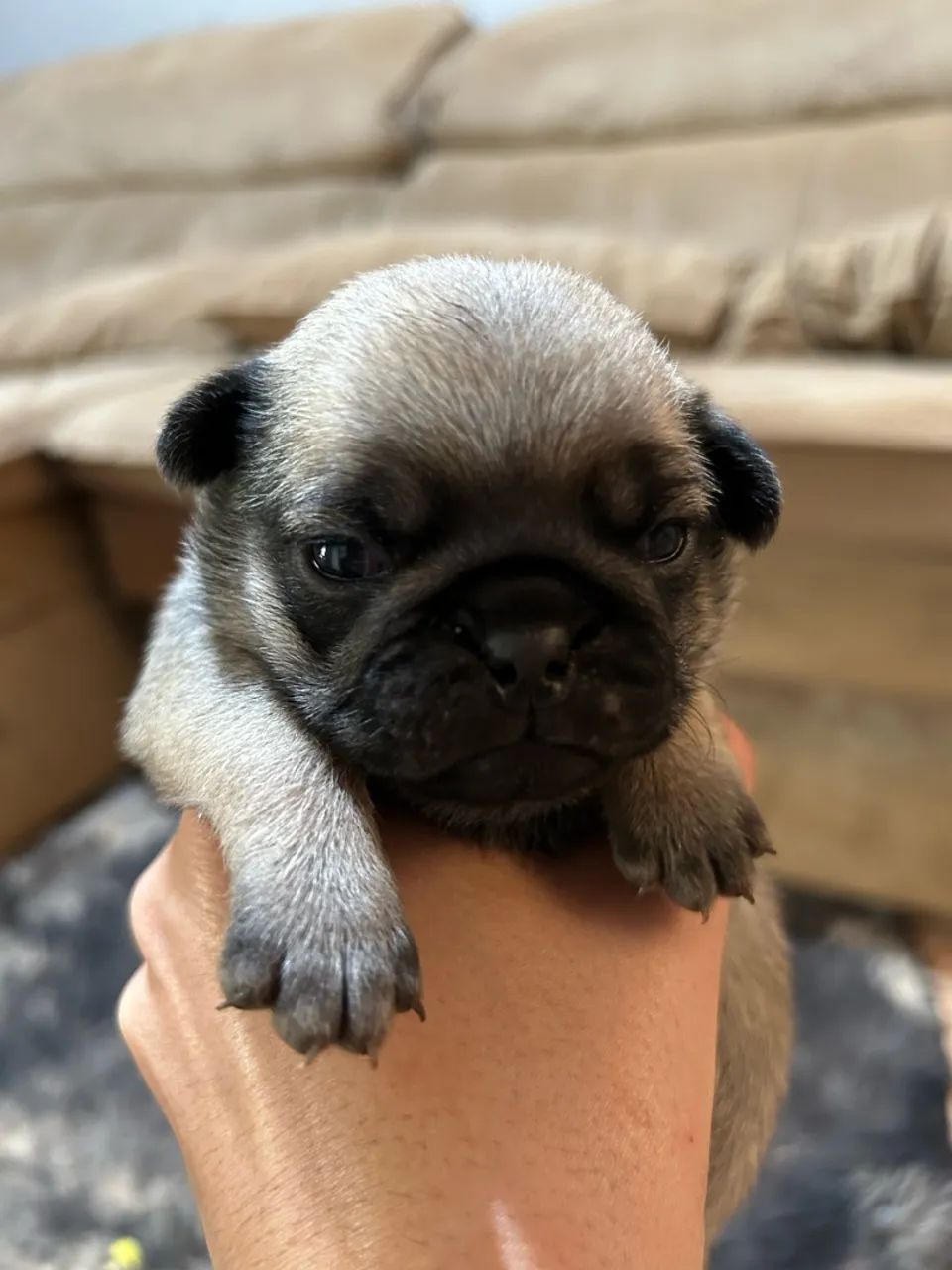 Pug - Foto 3
