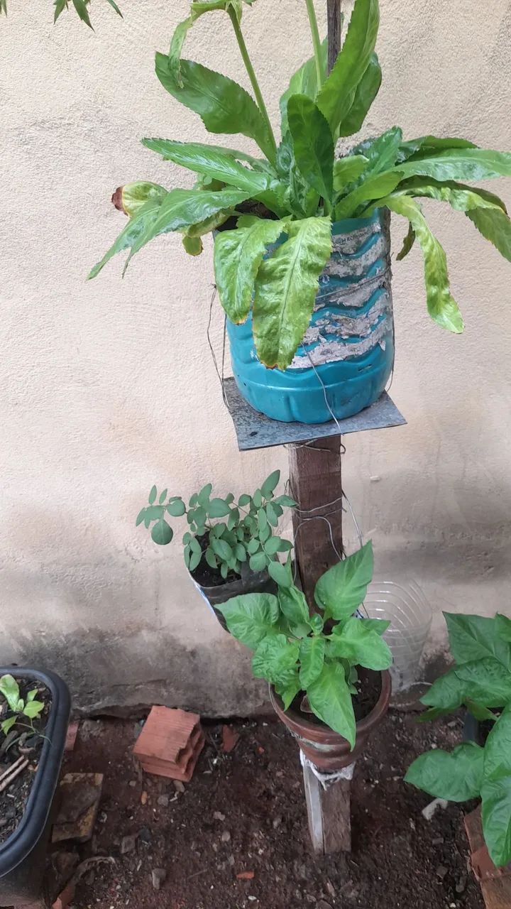 Plantas  - Foto 5