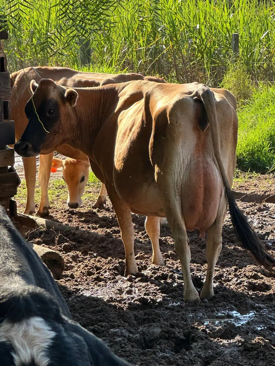 Vaca Jersey - Foto 2