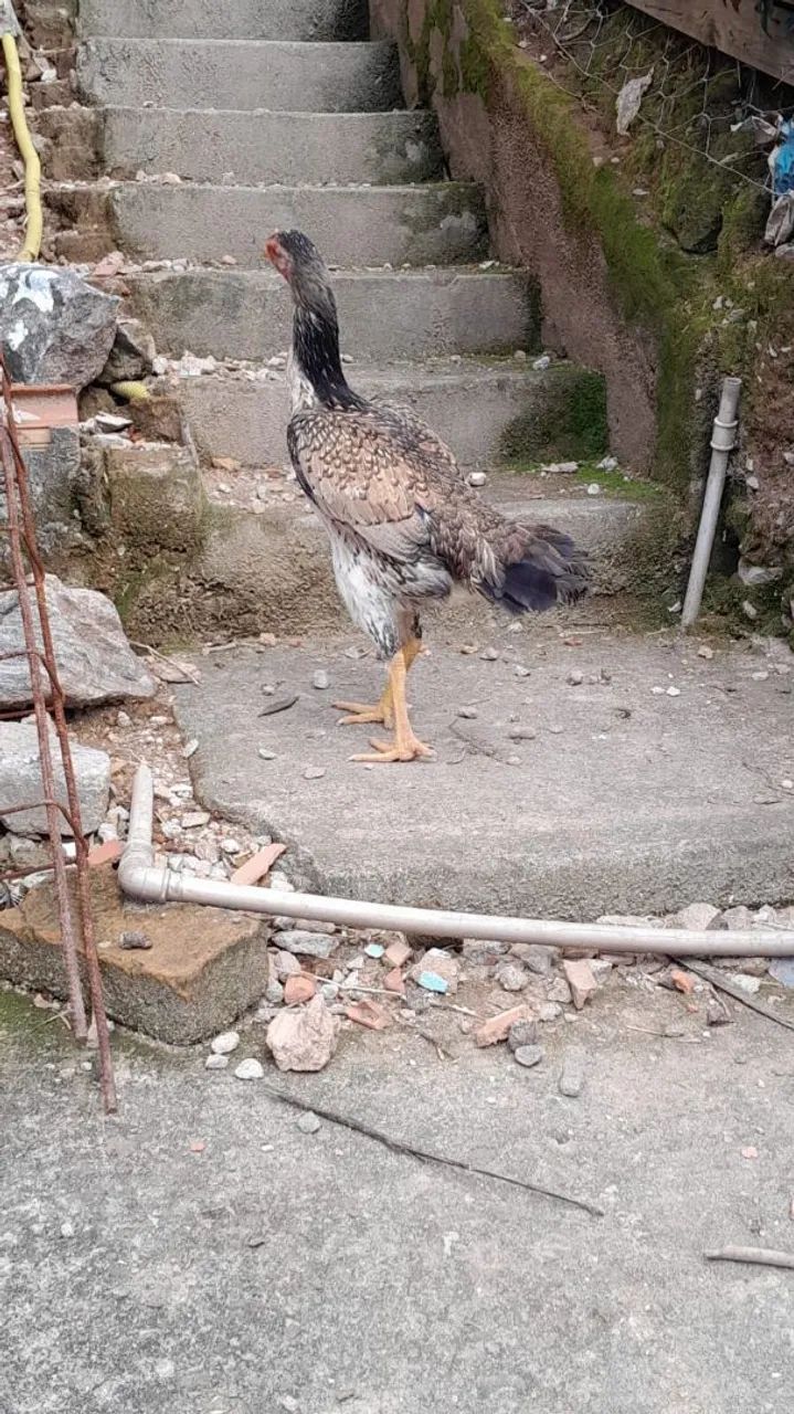 Galinha Índia Costeira  - Foto 3