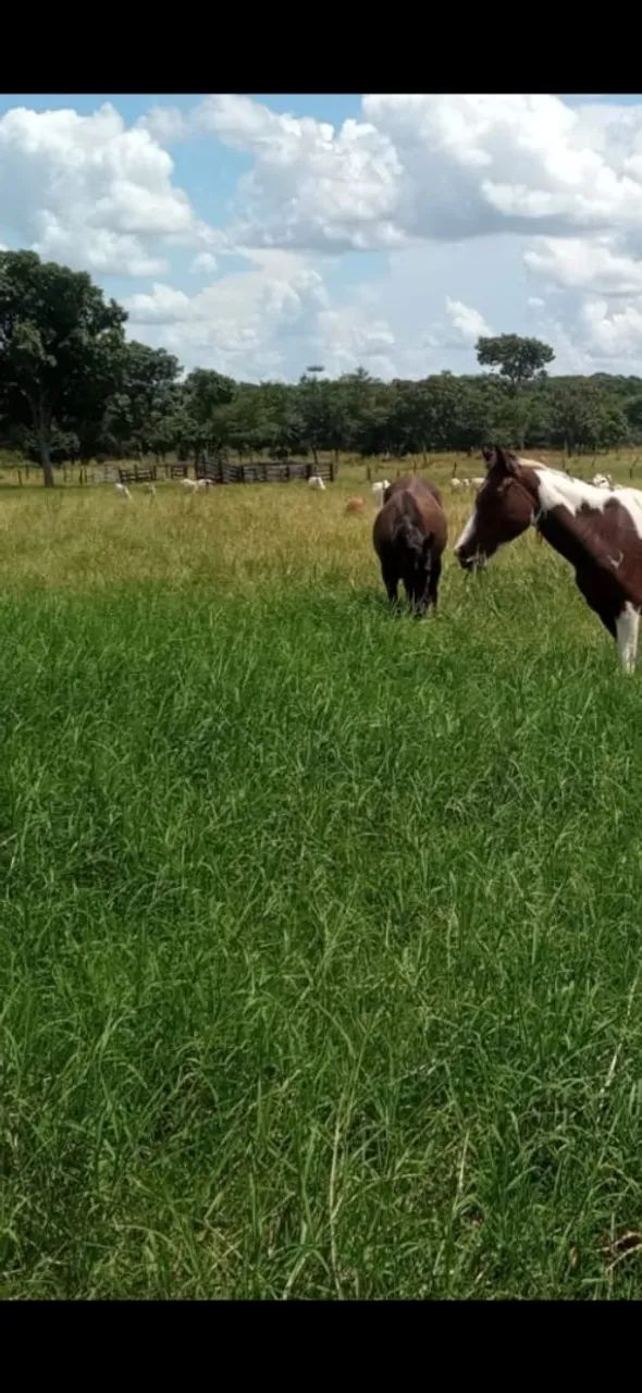 Vendo sitio