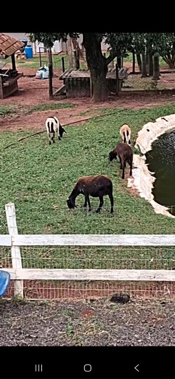 Ovelhas  - Foto 2
