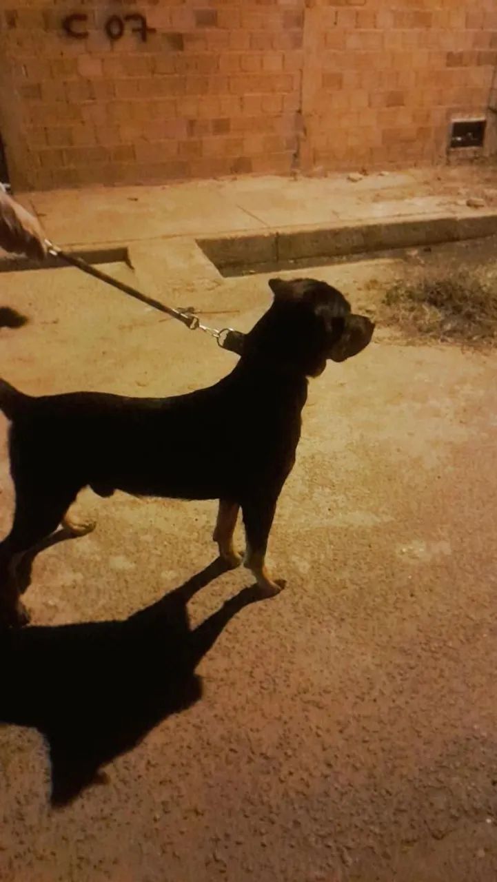 Rotwailler disponível para cruza  - Foto 2