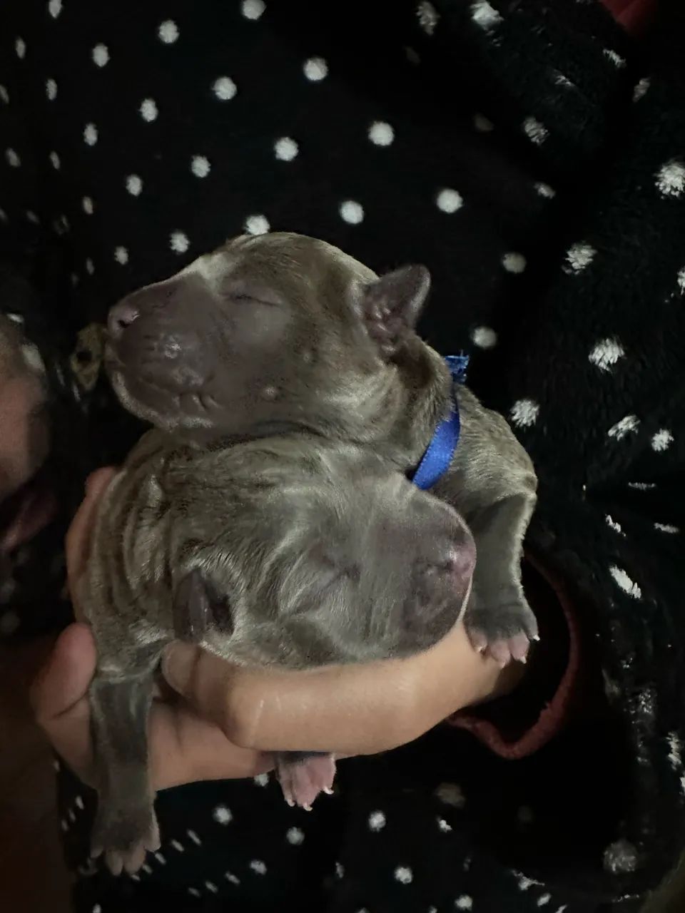 American bully - Foto 2