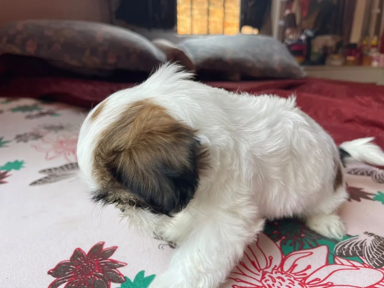 Vende se cachorrinha shih tzu