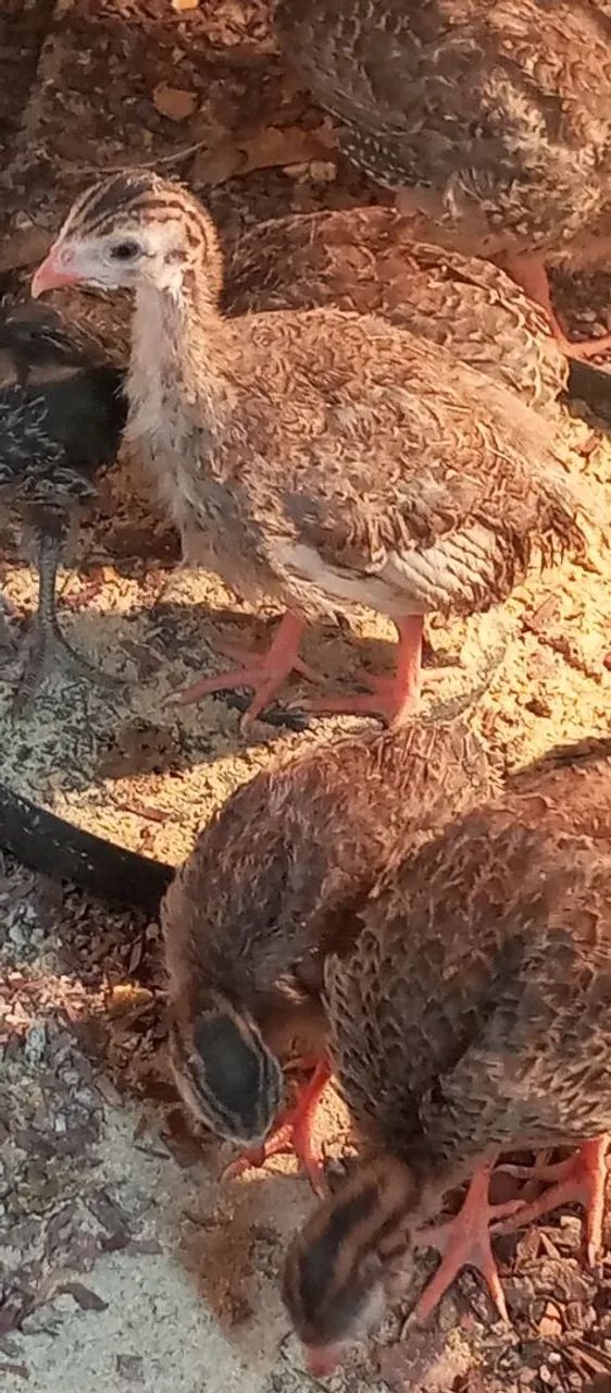 Galinha Guiné  - Foto 5