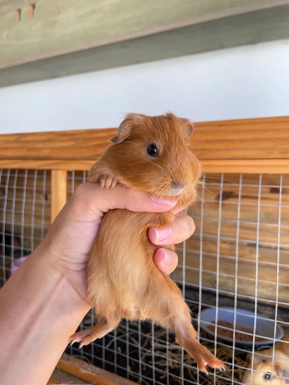 Filhotes de porquinho da índia  - Foto 2