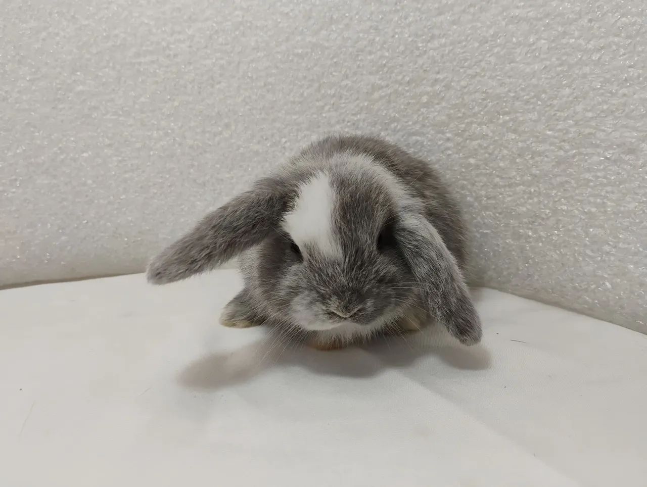 Mini Coelho Mini Lop - Foto 5