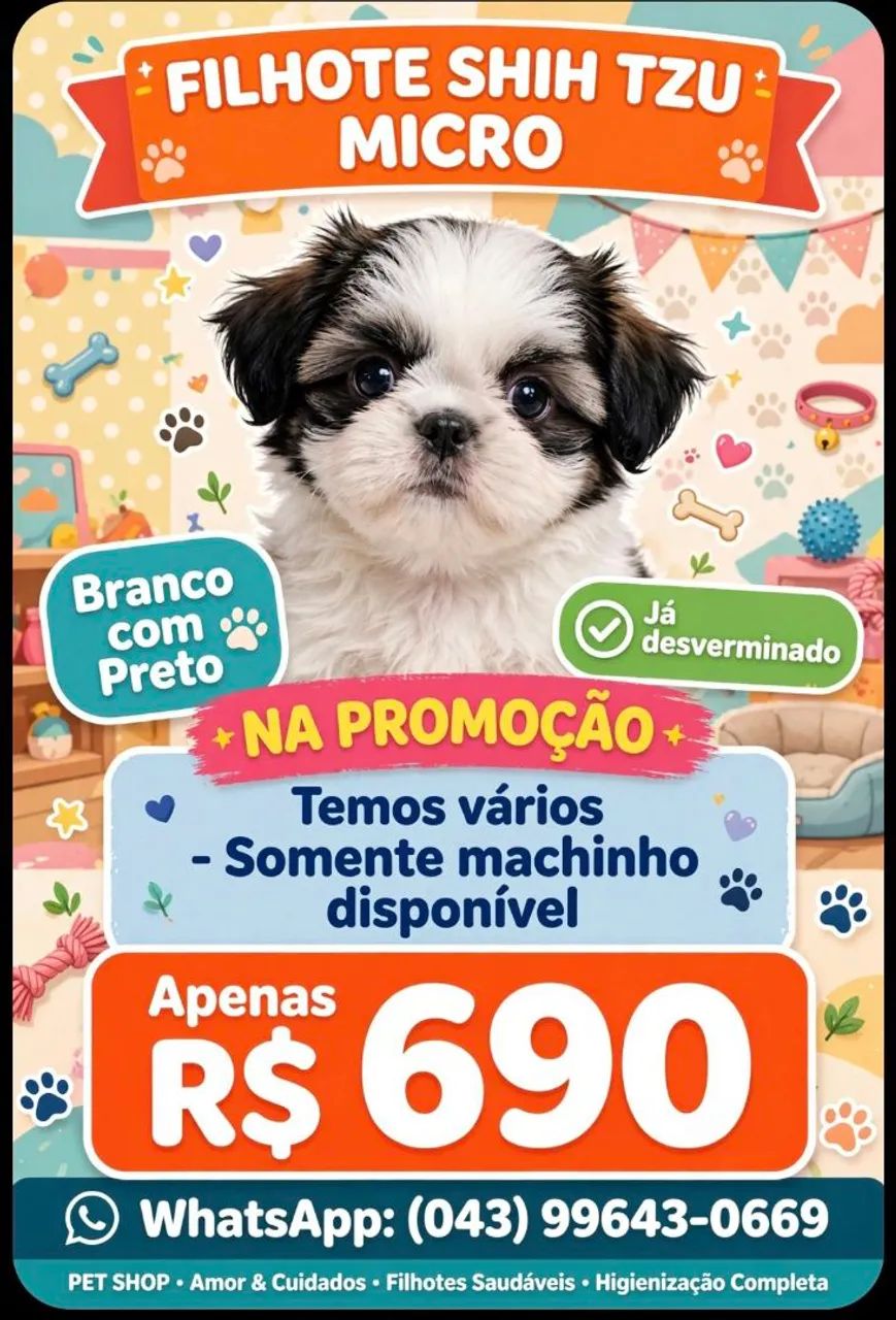 Shih Tzu macho 