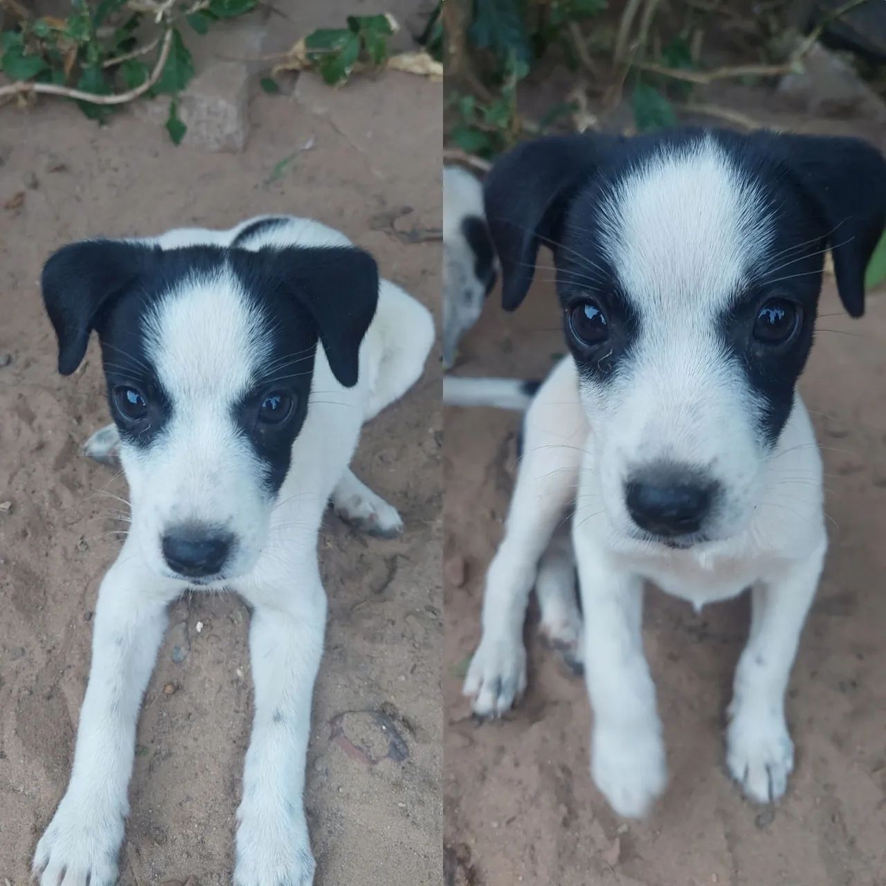 Lindas cachorrinhas para adoção