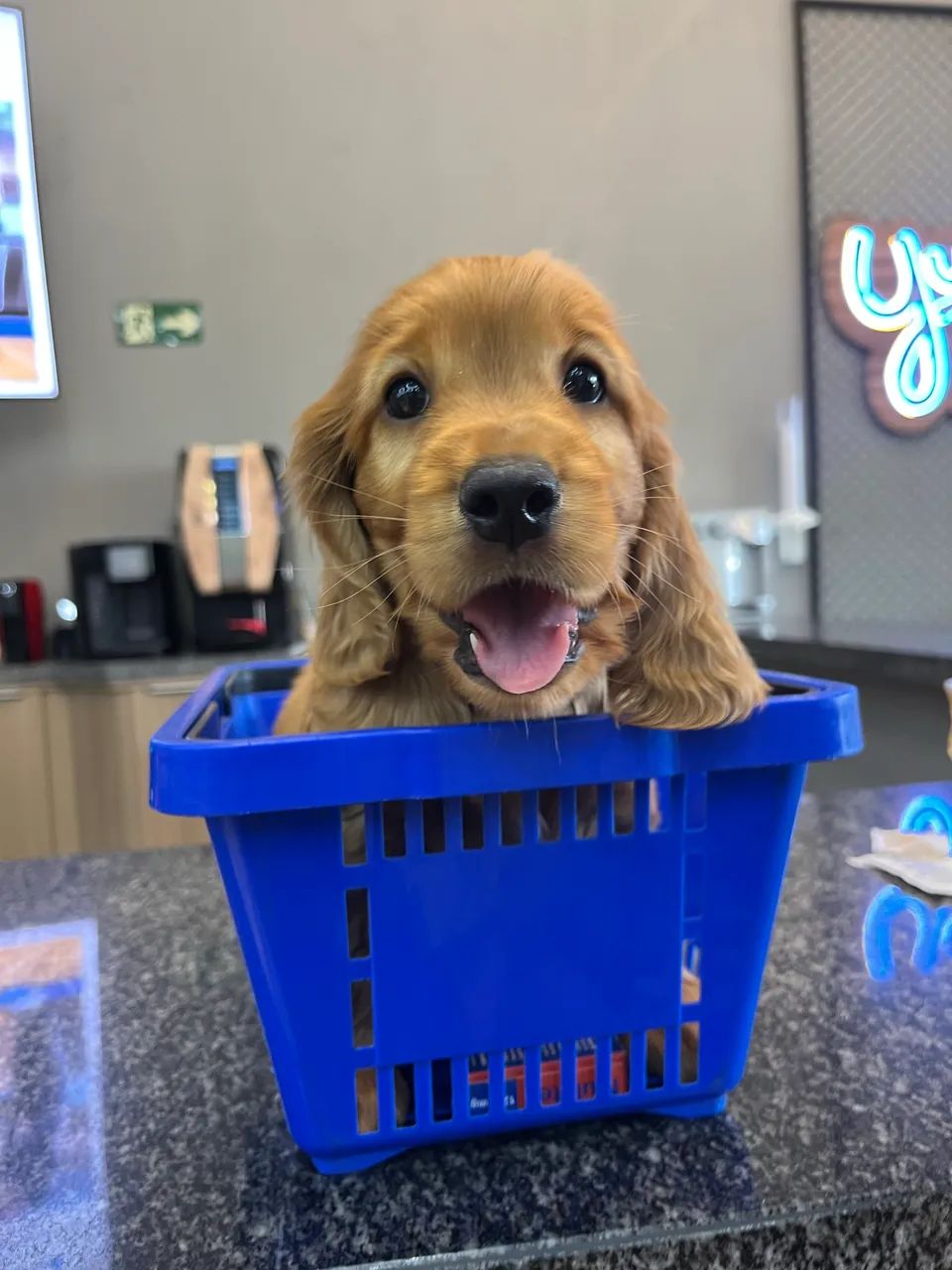 Filhotes Cocker Spaniel 