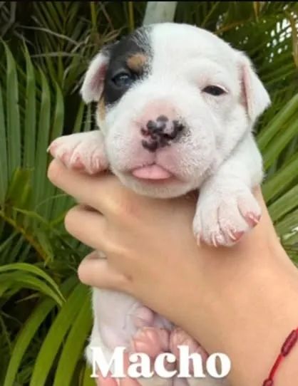 Jack Russel  - Foto 4