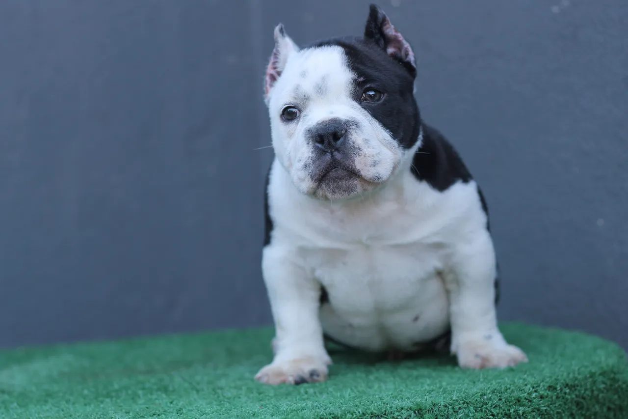 AMERICAN BULLY MICRO - MACHO  - Foto 2