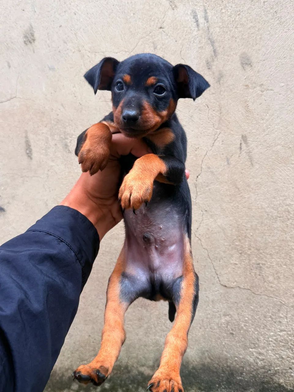 Filhotes de Pinscher  - Foto 2