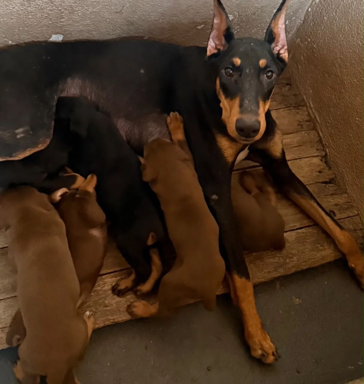 Filhotes de Doberman - Foto 5
